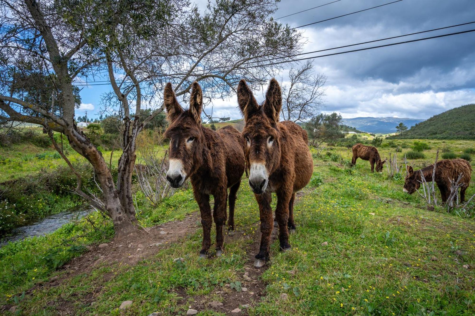 Burro Ville By Host Wise Портіман Екстер'єр фото
